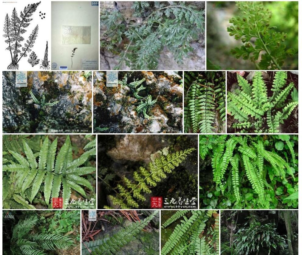 尖齿铁角蕨照片和图片/