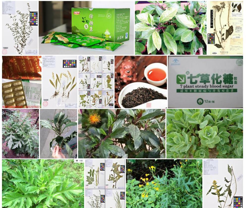 尼泊尔菊三七照片和图片/
