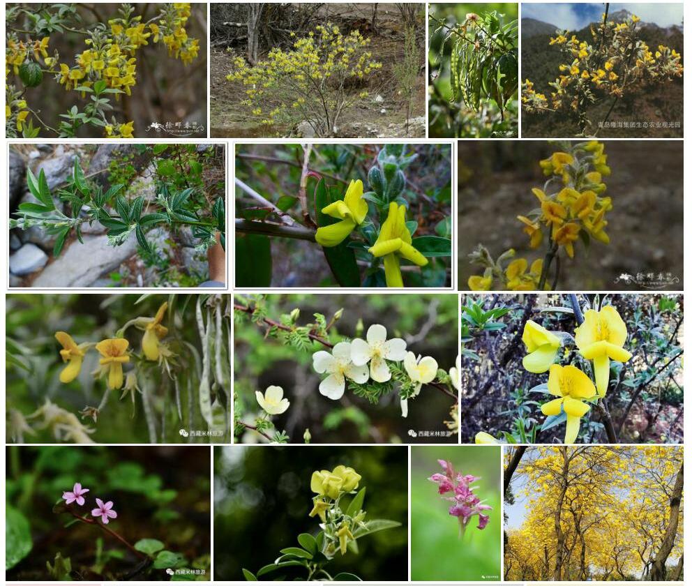 尼泊尔黄花木照片和图片/