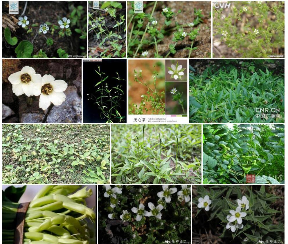 尼盖无心菜照片和图片/