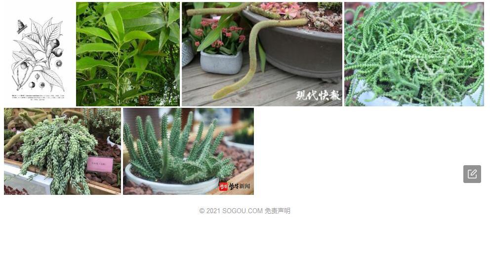 尾叶柯照片和图片/