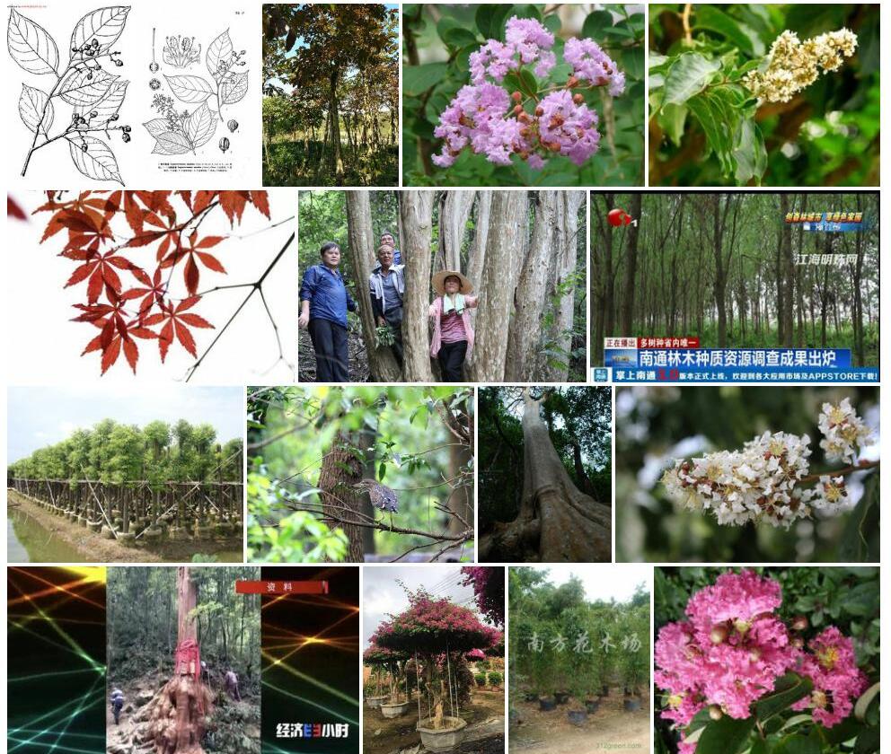 尾叶紫薇照片和图片/