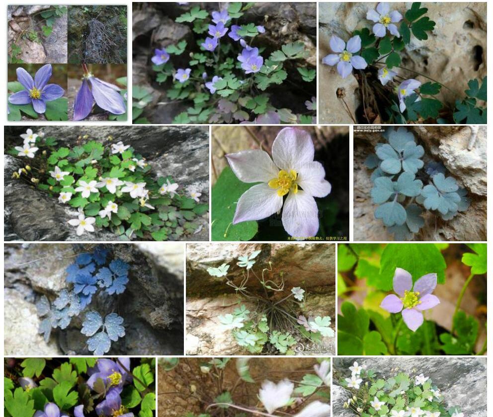 尾囊草照片和图片/