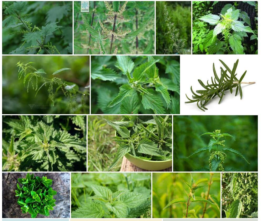 尾尖异株荨麻照片和图片/