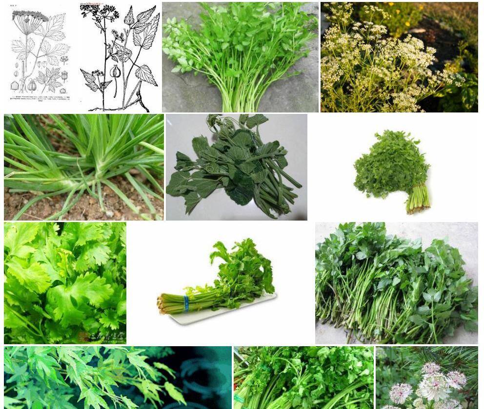 尾尖茴芹照片和图片/