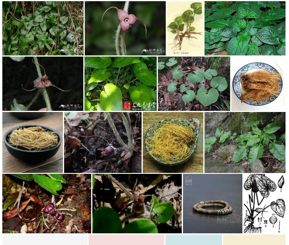 尾花细辛照片和图片/