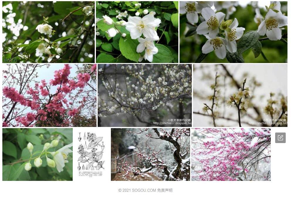 尾萼山梅花照片和图片/