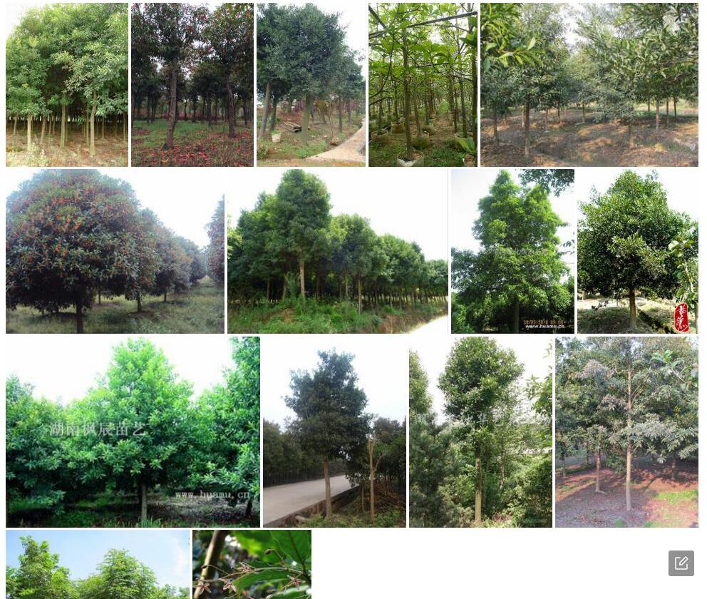 屏边杜英照片和图片/