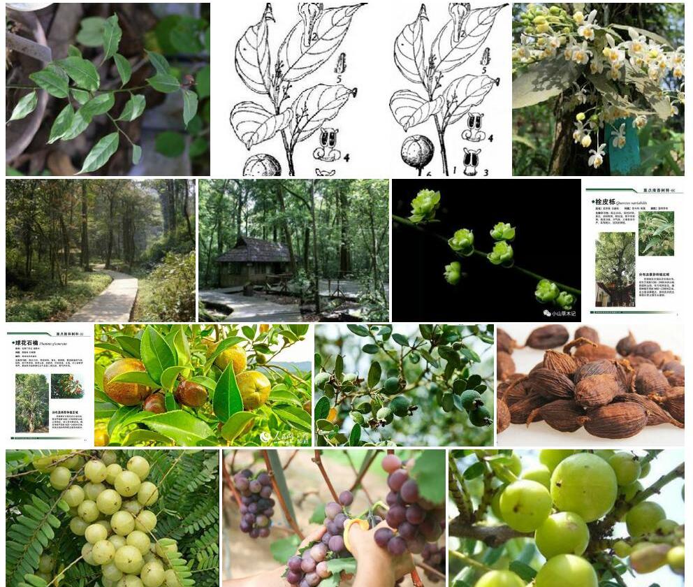 屏边油果樟照片和图片/
