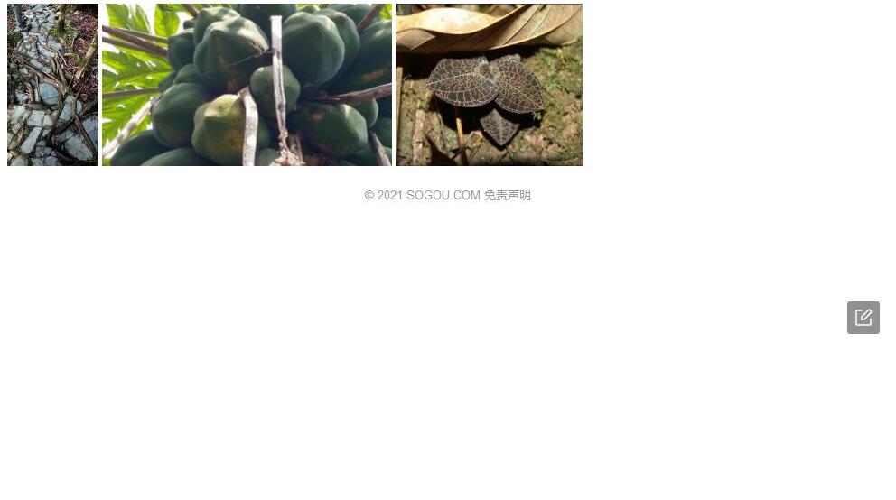 屏边金线兰照片和图片/