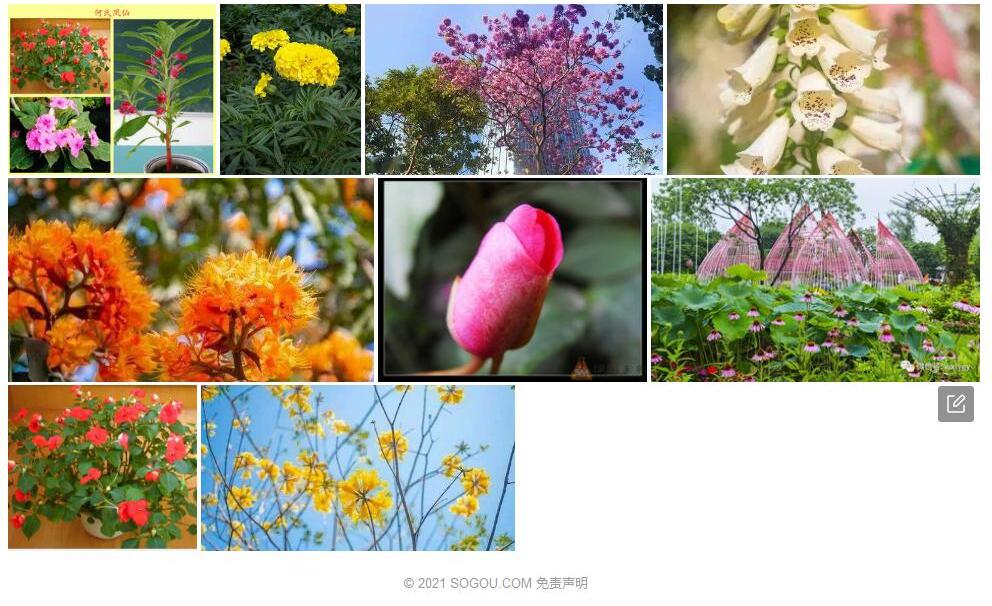 展叶凤仙花照片和图片/