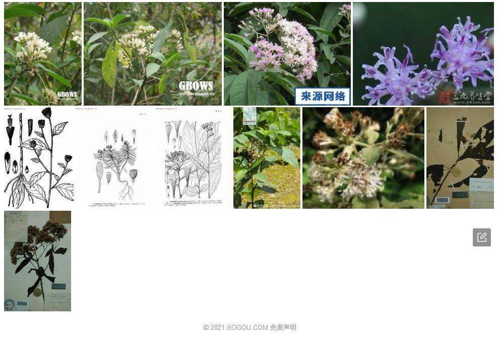 展枝斑鸠菊照片和图片/