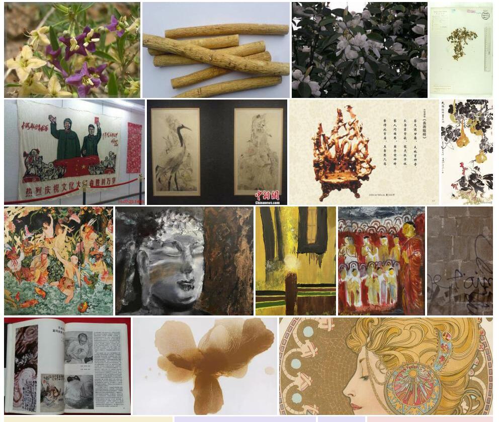 展毛黄耆照片和图片/