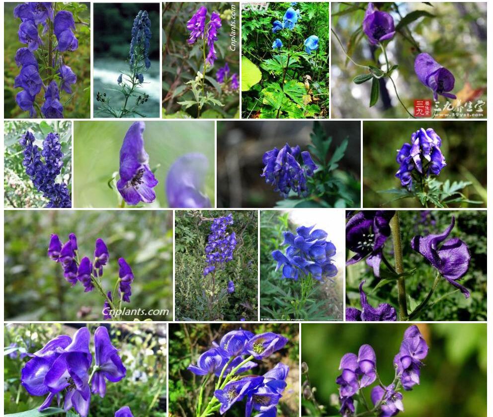展花乌头照片和图片/