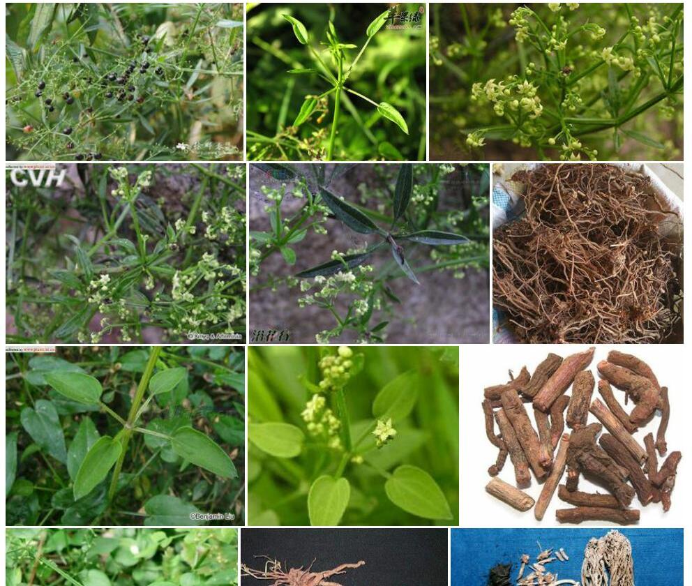 山东茜草照片和图片/