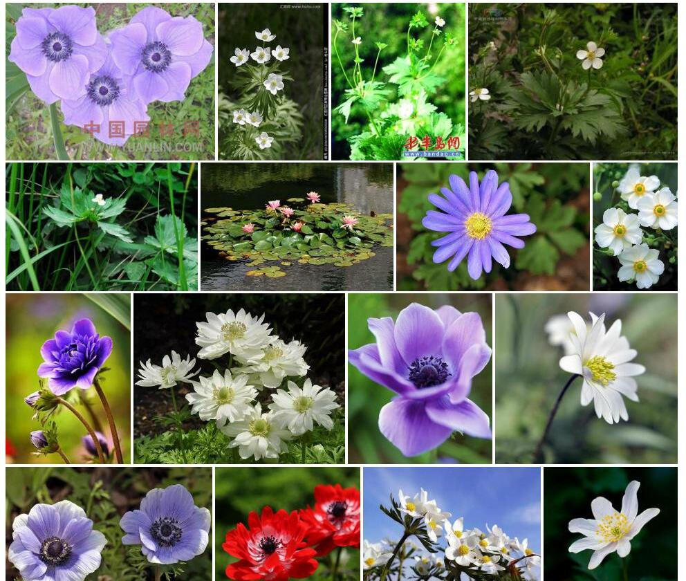 山东银莲花照片和图片/