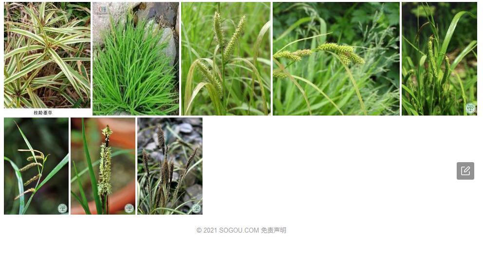 山丹薹草照片和图片/