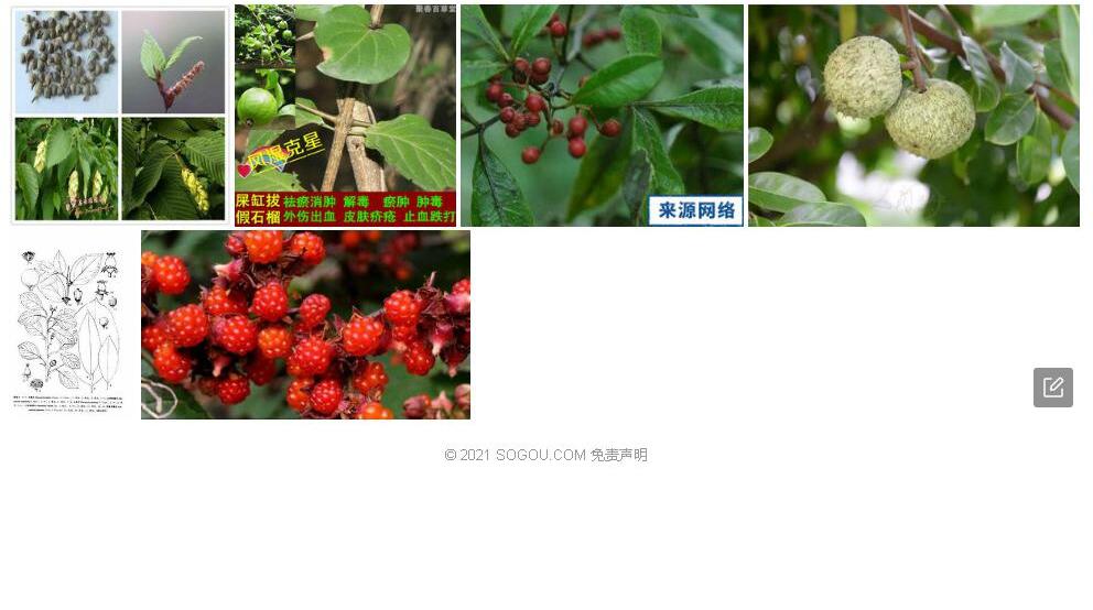 山刺子照片和图片/