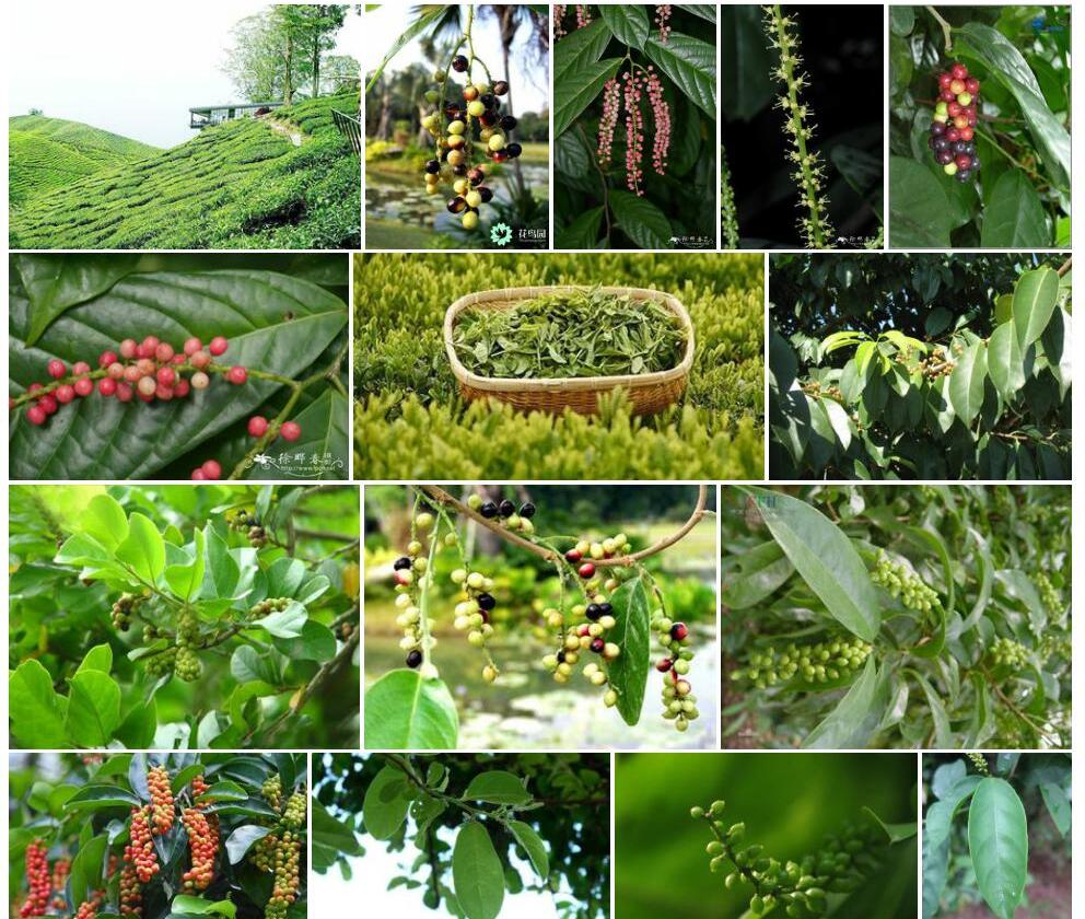 山地五月茶照片和图片/