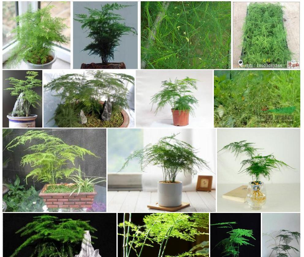 山文竹照片和图片/