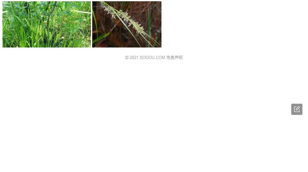 山林薹草照片和图片/