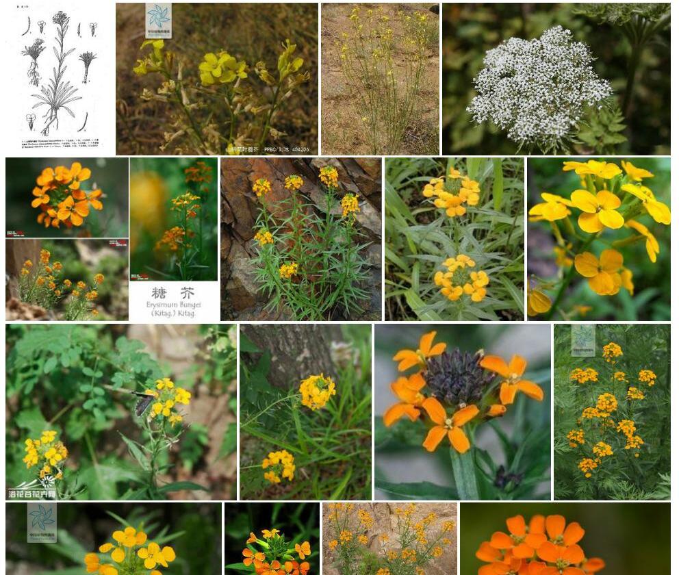 山柳菊叶糖芥照片和图片/