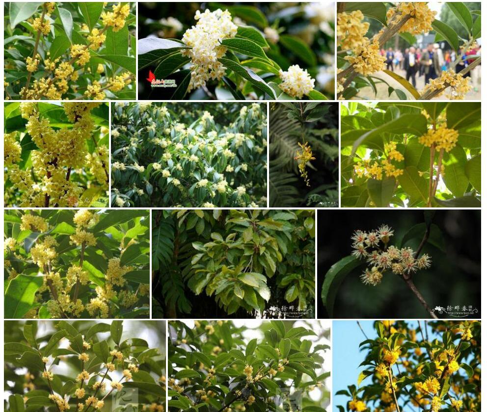 山桂花照片和图片/