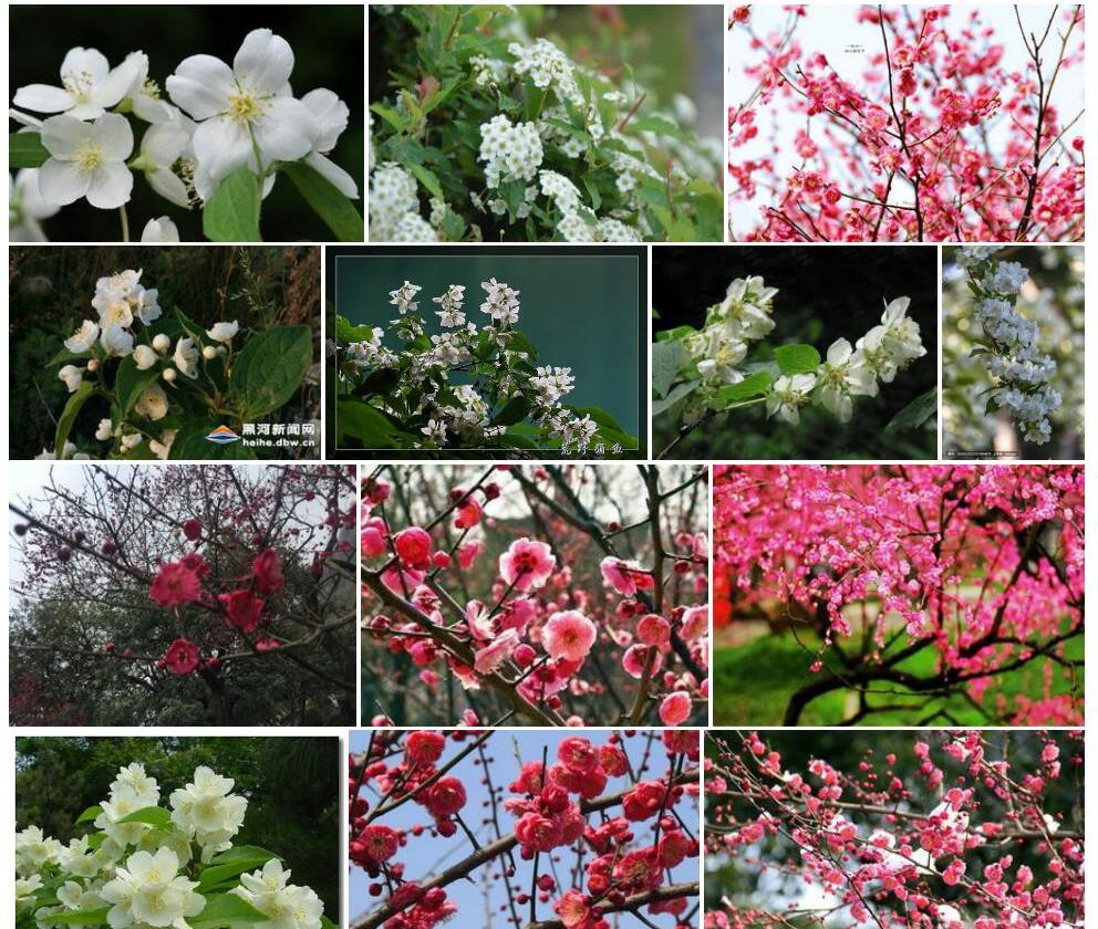 山梅花照片和图片/