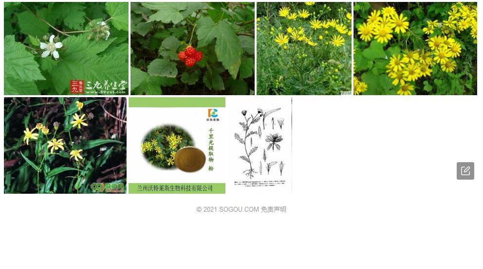 山楂叶千里光照片和图片/