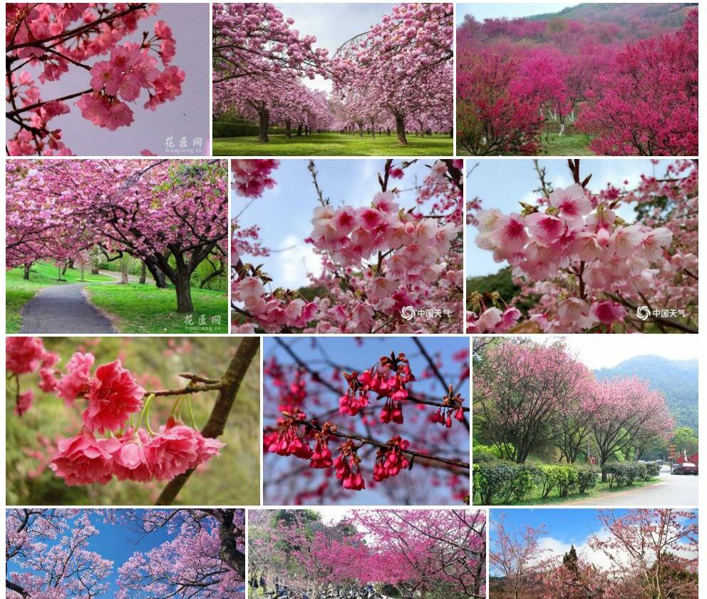 山樱花照片和图片/