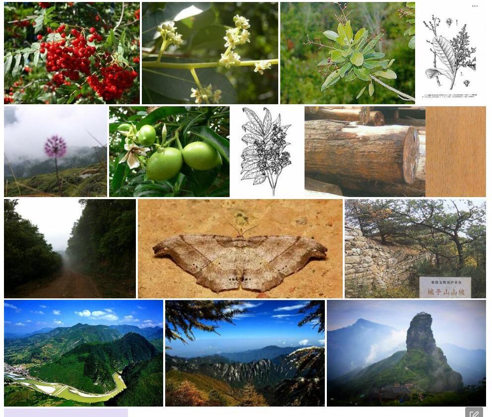 山檨子照片和图片/