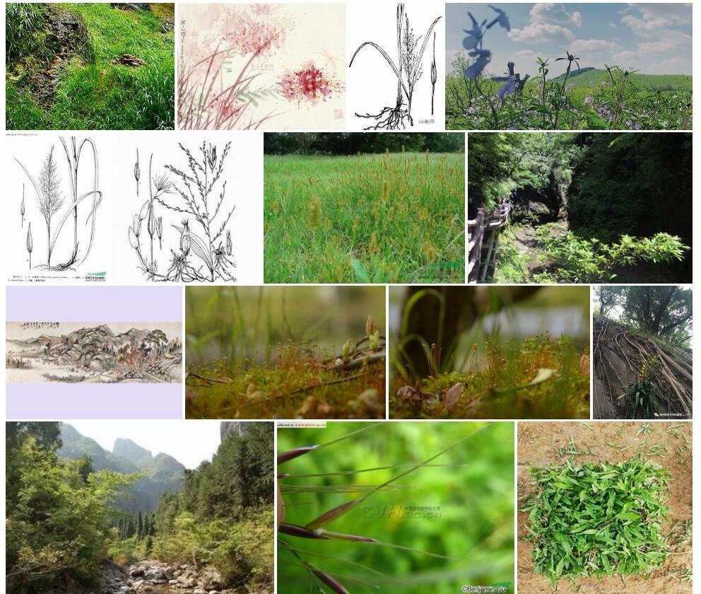 山涧草照片和图片/