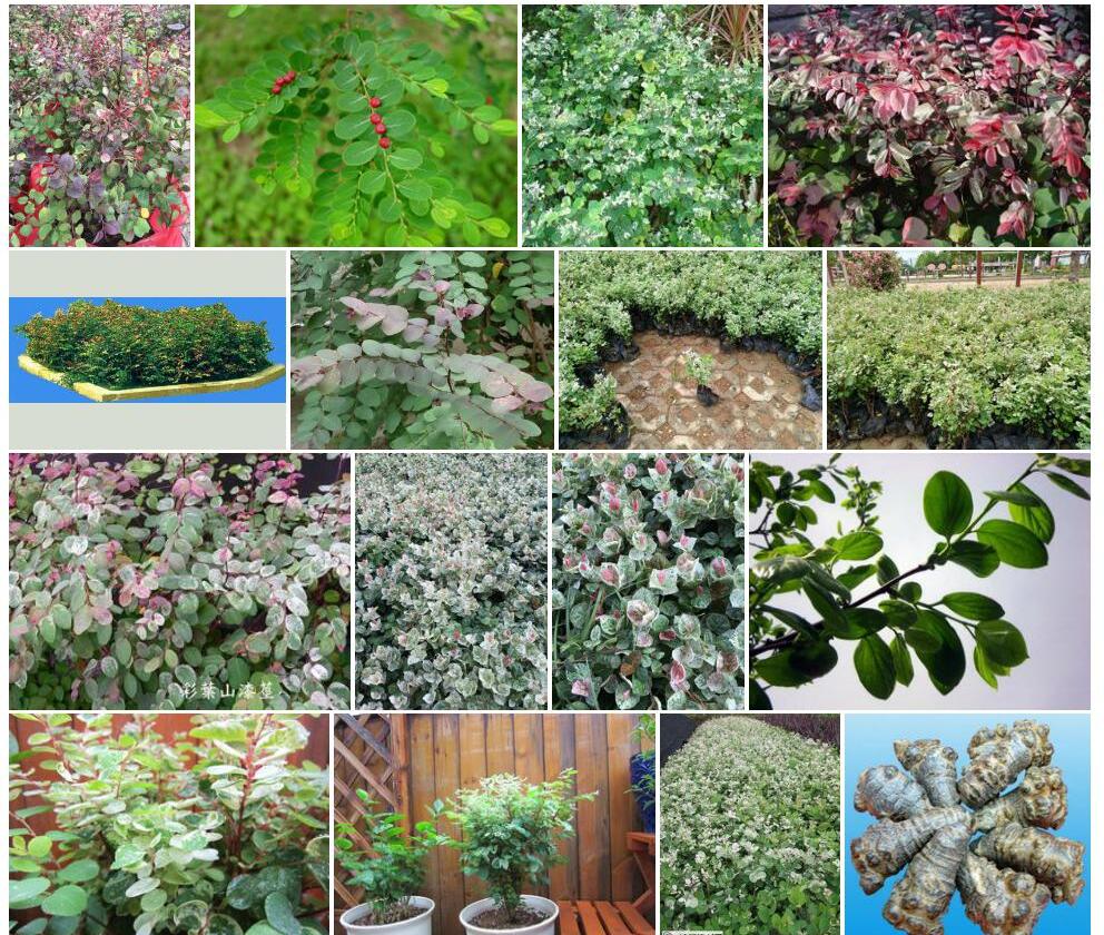 山漆茎照片和图片/