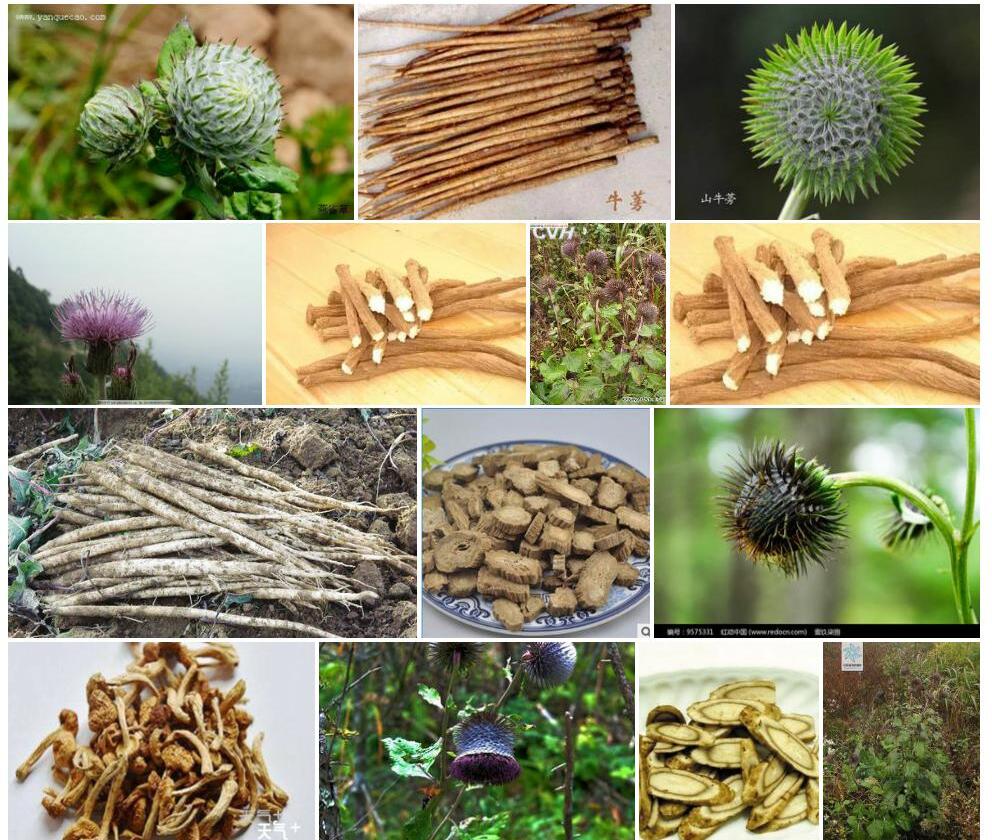 山牛蒡照片和图片/