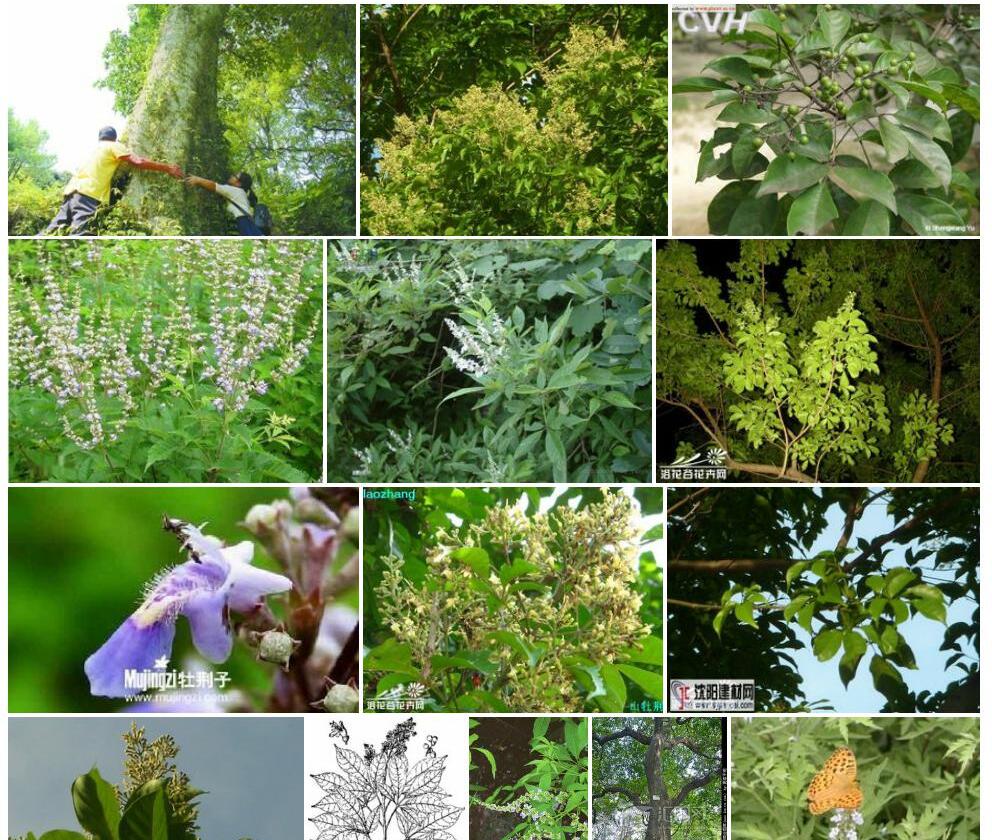 山牡荆照片和图片/