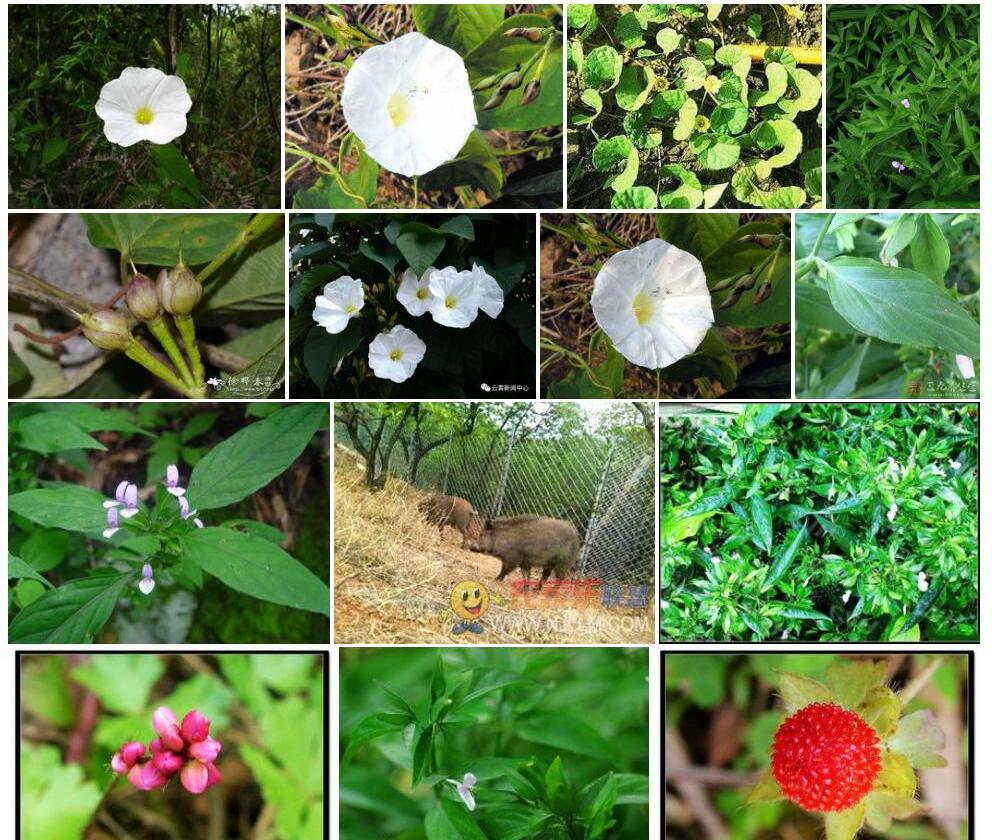 山猪菜照片和图片/