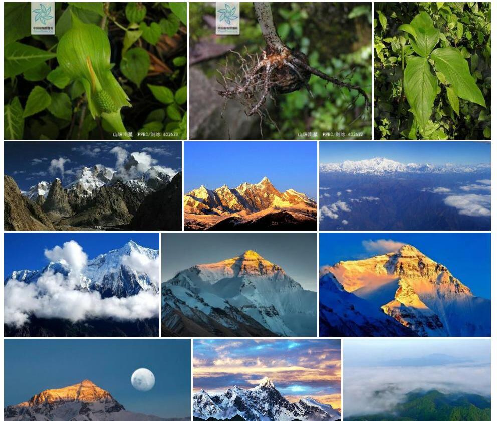 山珠南星照片和图片/