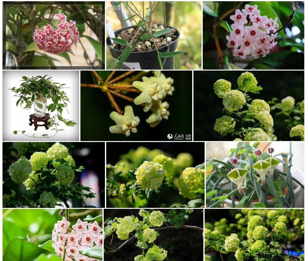 山球兰照片和图片/