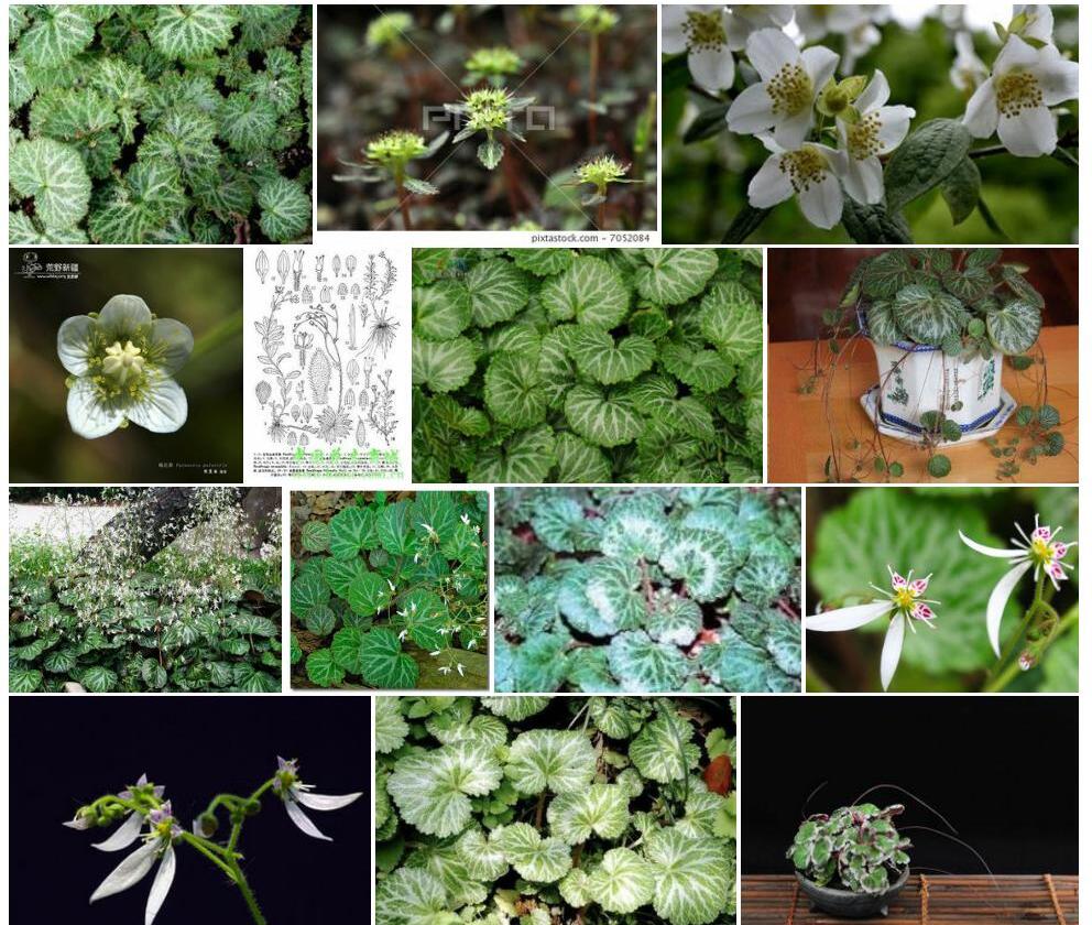 山生虎耳草照片和图片/