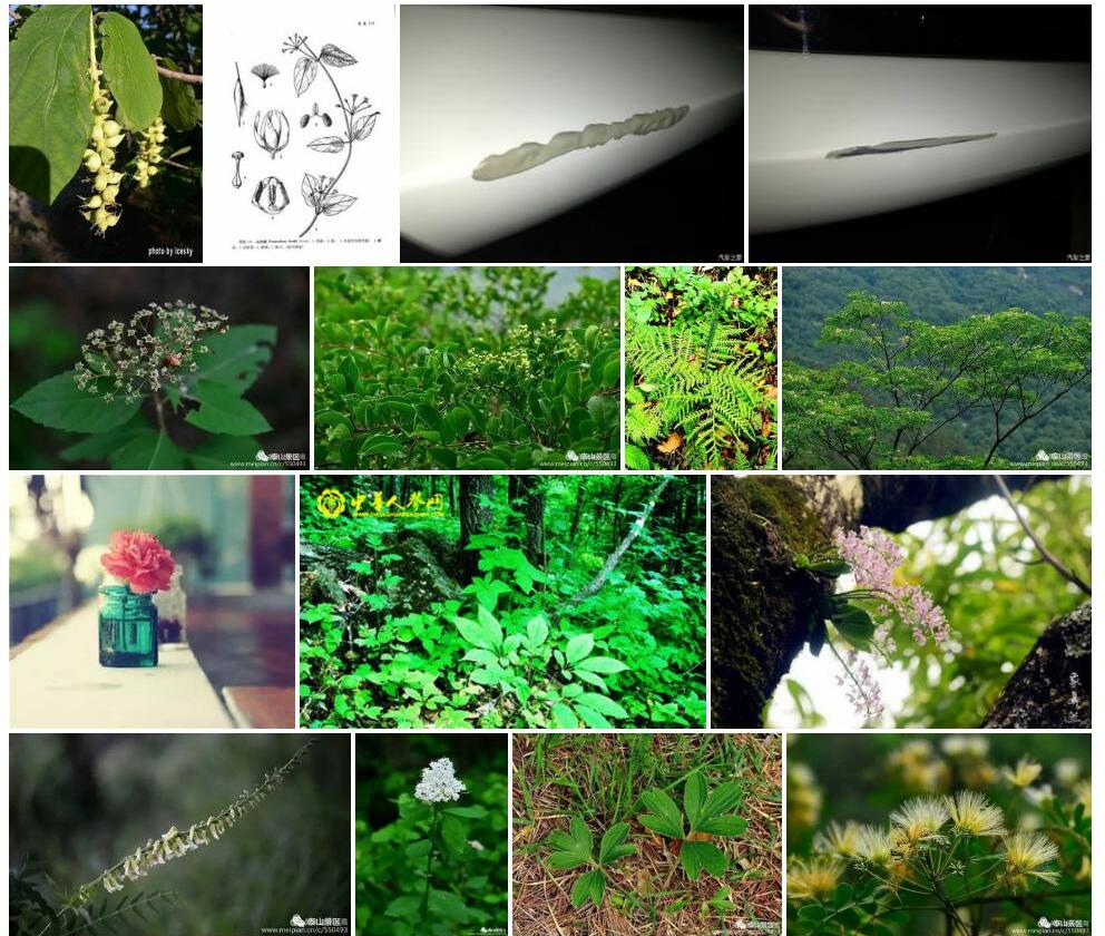 山白前照片和图片/