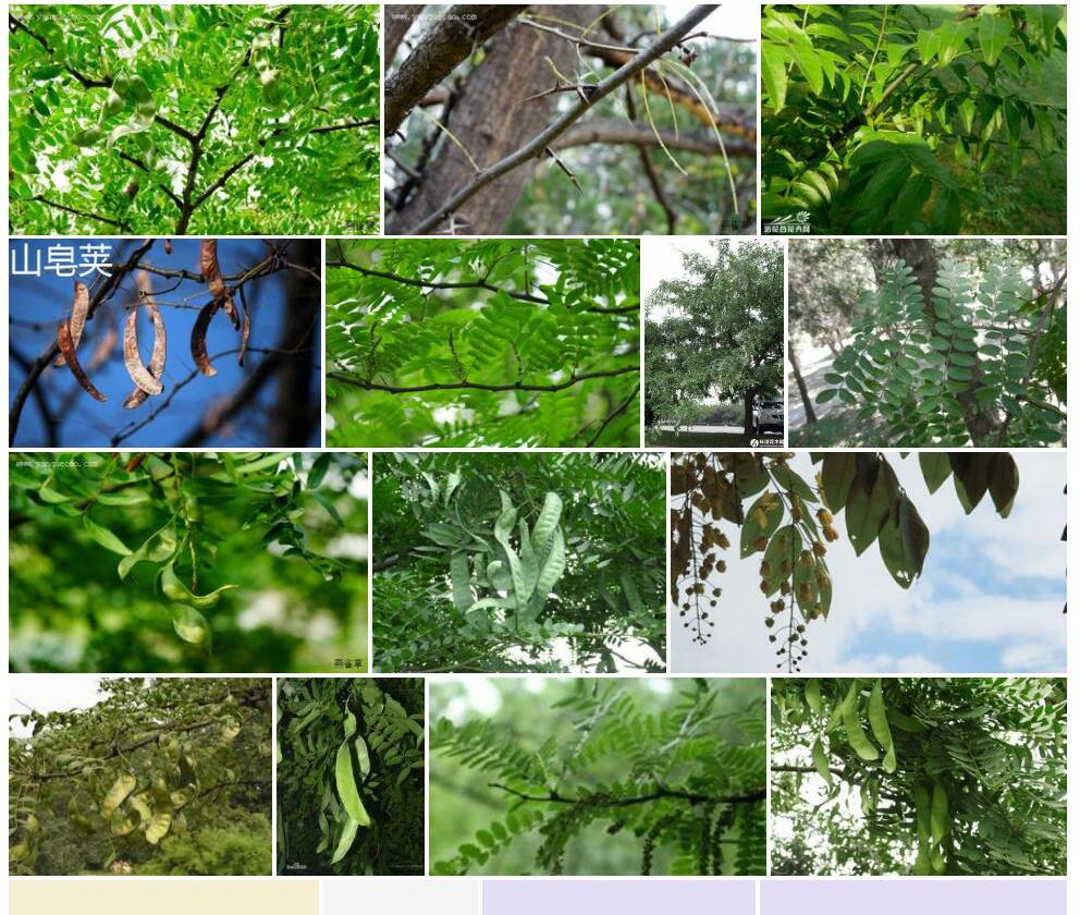 山皂荚照片和图片/