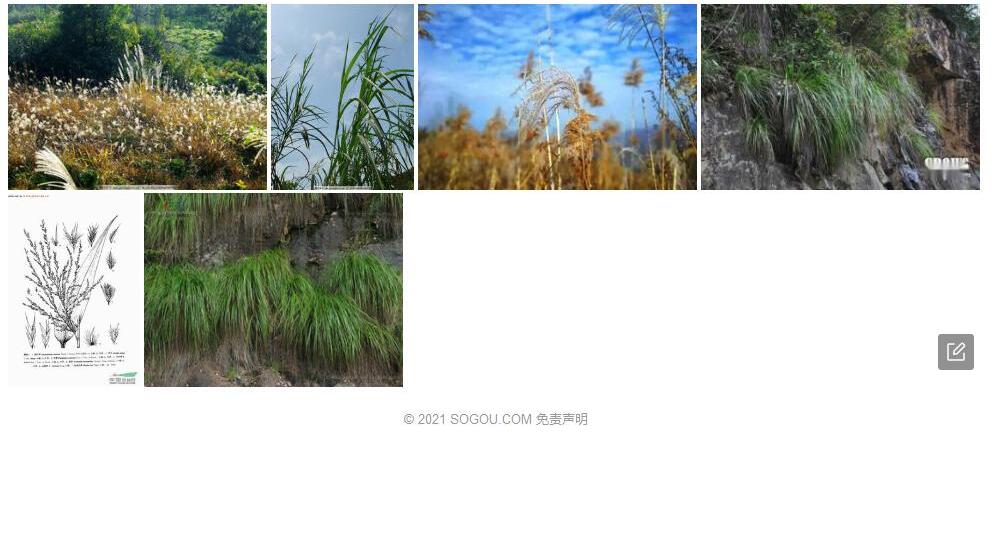 山类芦照片和图片/