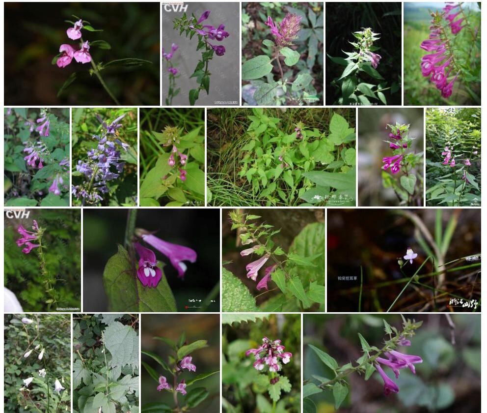 山罗花照片和图片/