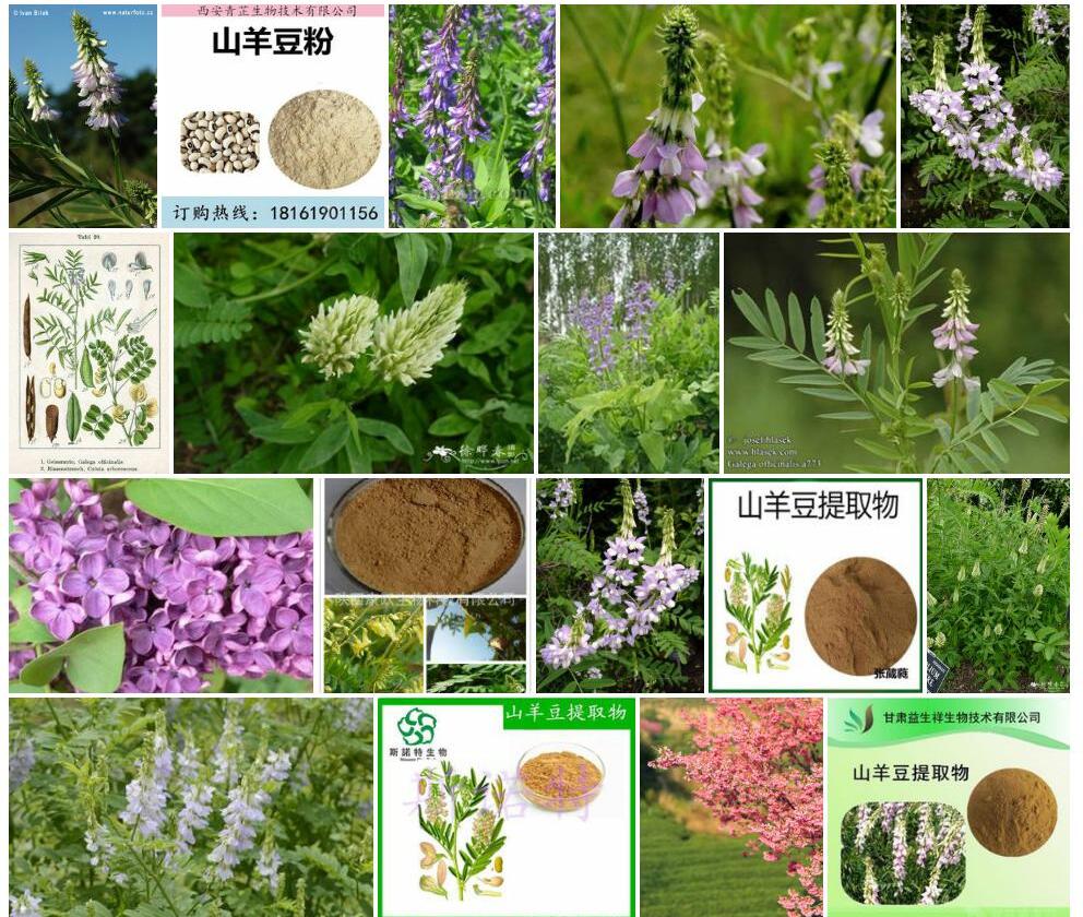 山羊豆照片和图片/