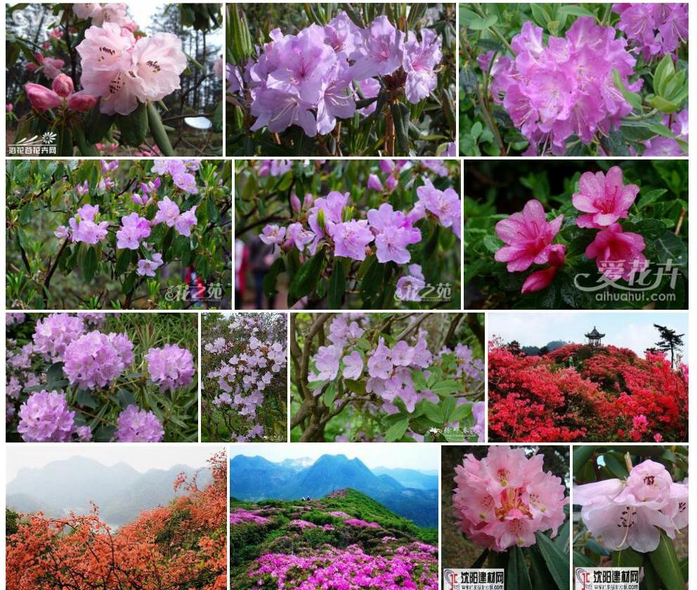 山育杜鹃照片和图片/