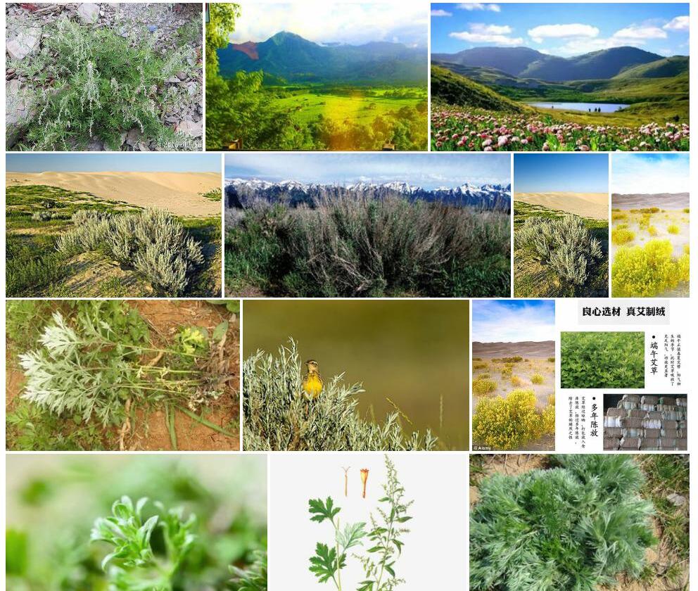 山艾照片和图片/