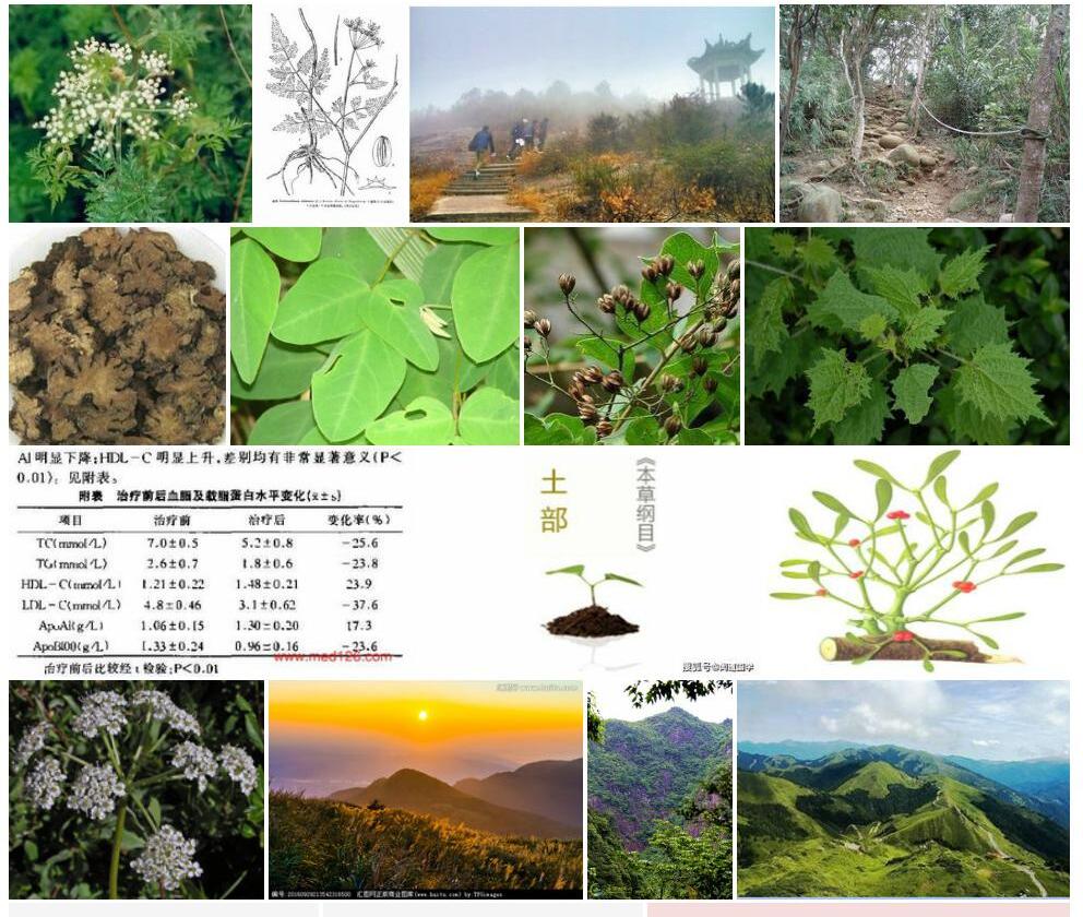 山芎照片和图片/
