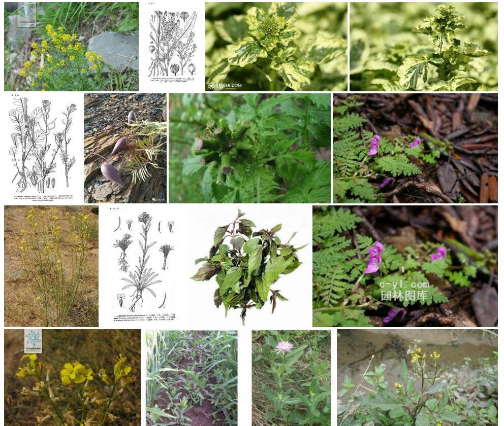 山芥叶蔊菜照片和图片/