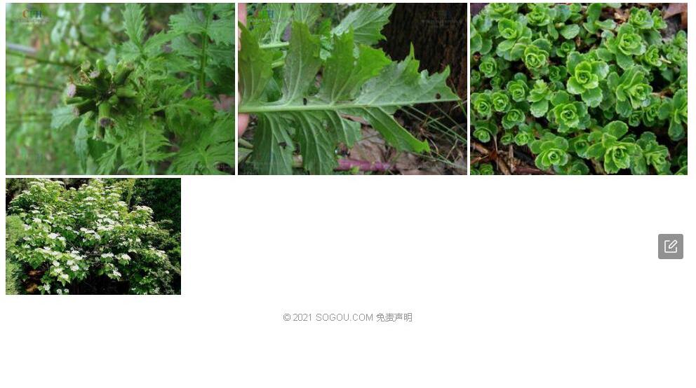 山芥菊三七照片和图片/