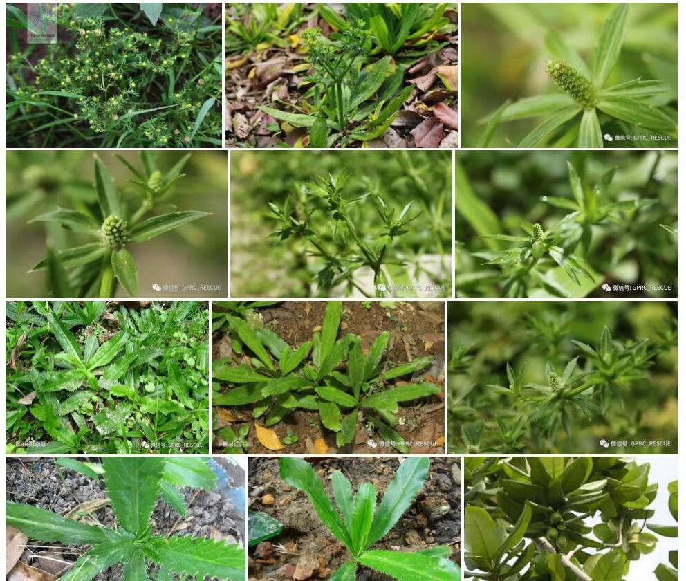 山芫荽照片和图片/